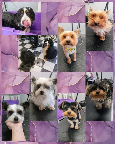 Psi Salon Wasza Długość